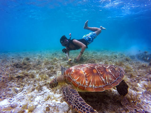 Snorkeling Menjangan Island